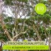 Eukalyptus Aufguss  (BIO)